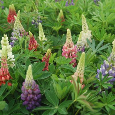 Lupinus Russell Hybrids Mix