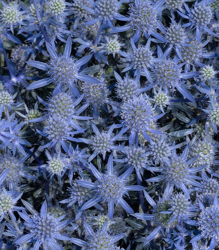 Eryngium planum Blue Glitter