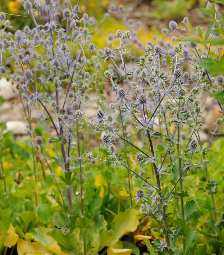 Eryngium planum Blue Glitter