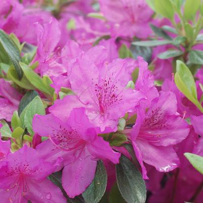 Azalea 'Karen'