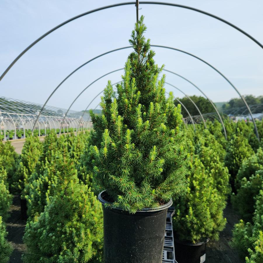 Picea glauca 'Conica'