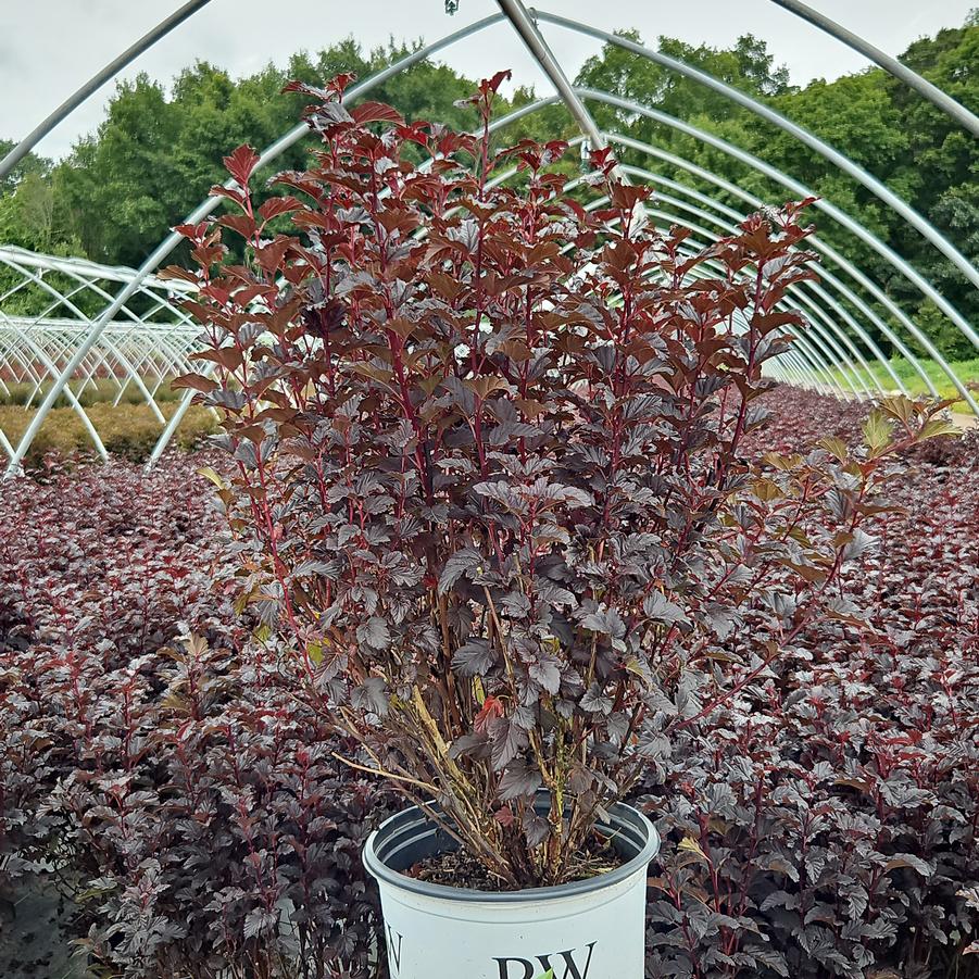 Physocarpus opulifolius Summer Wine® Black