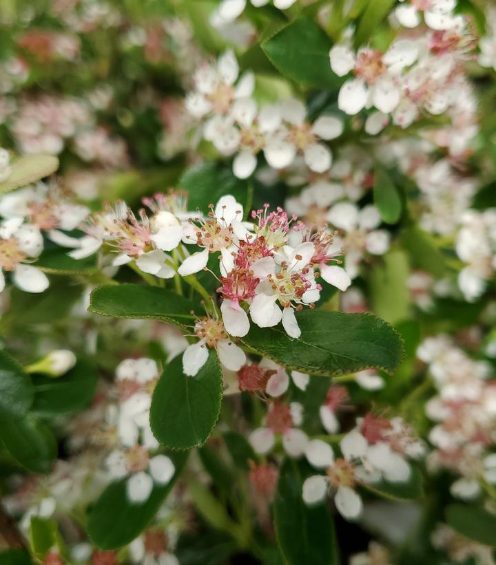 Aronia melanocarpa Ground Hug®