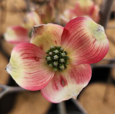 Cornus florida Cherokee Brave™