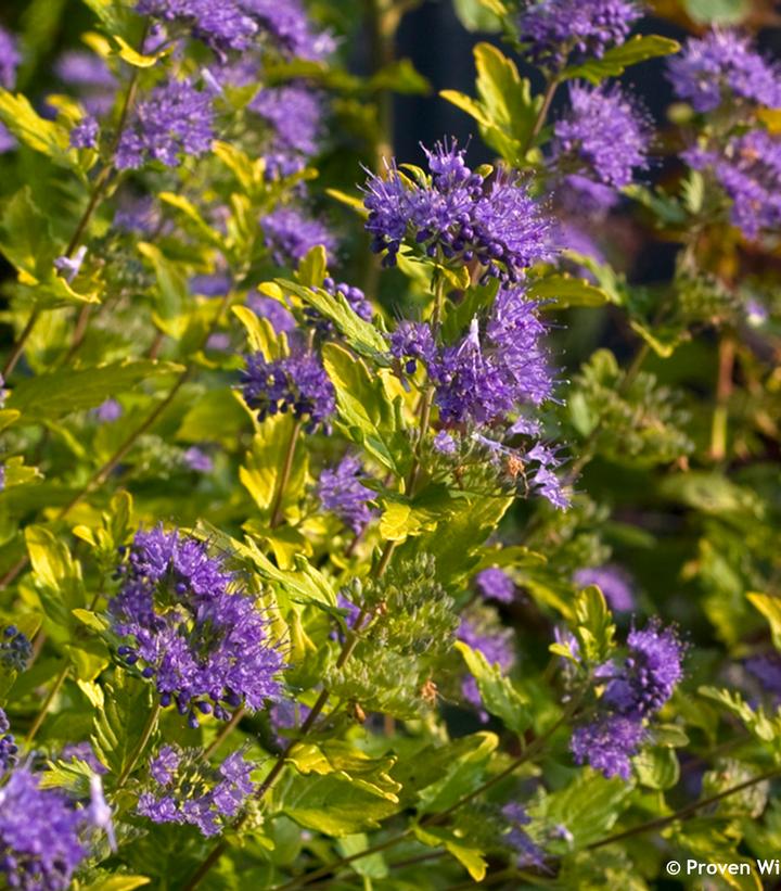 Caryopteris incana Sunshine Blue® II