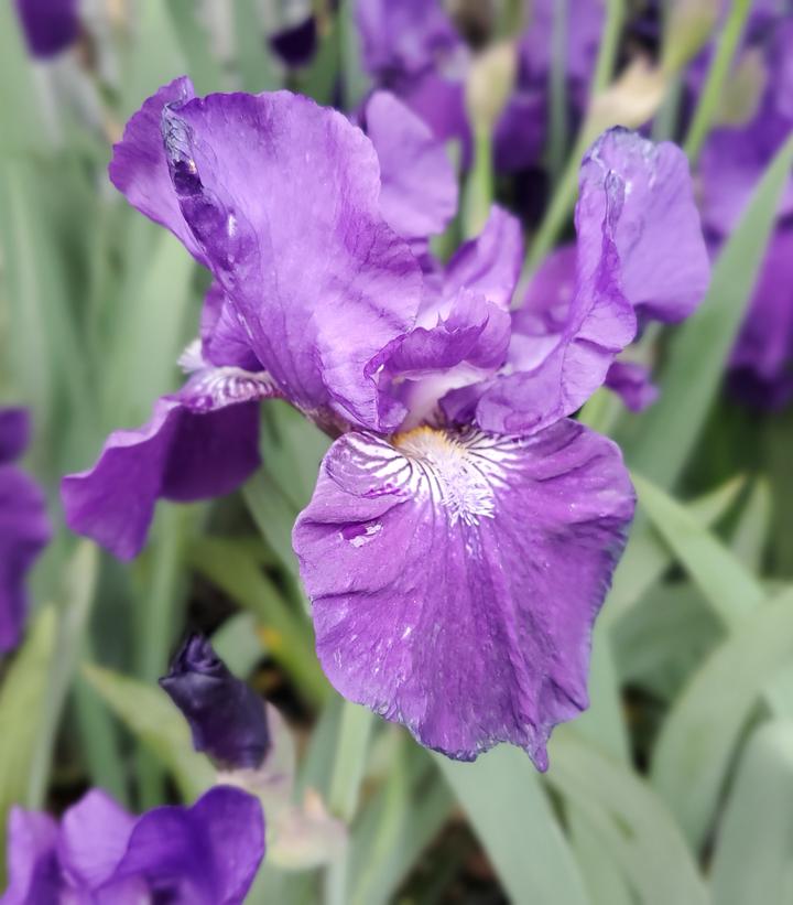 Iris germanica 'Halston'