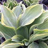 Hosta 'Tambourine'