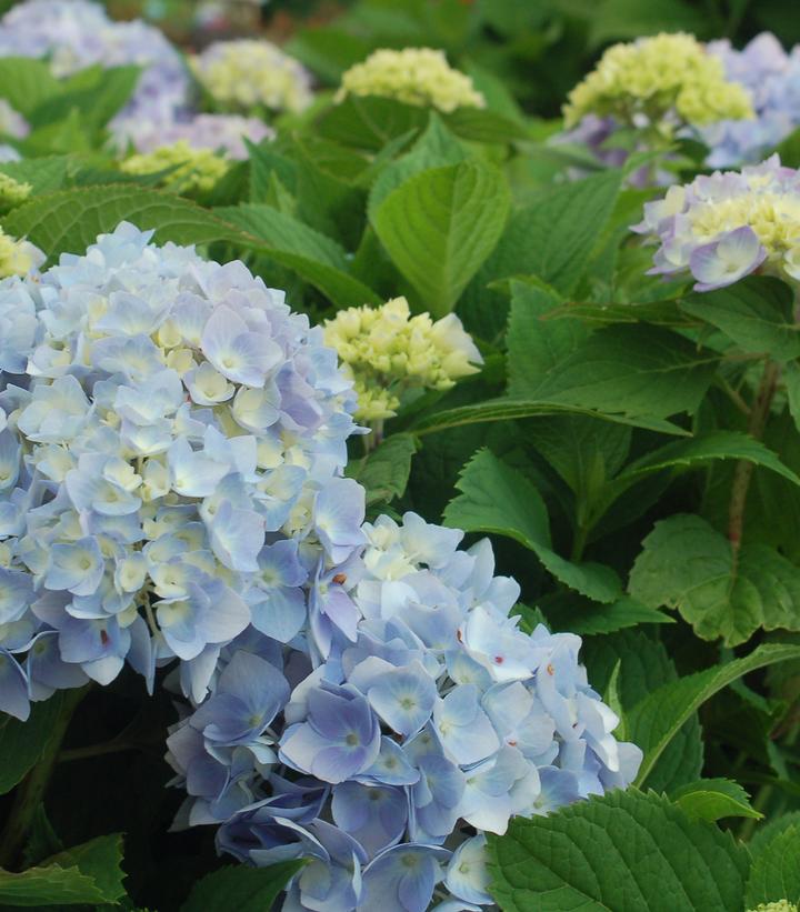 Hydrangea mac. Endless Summer® Collection Endless Summer® The Original