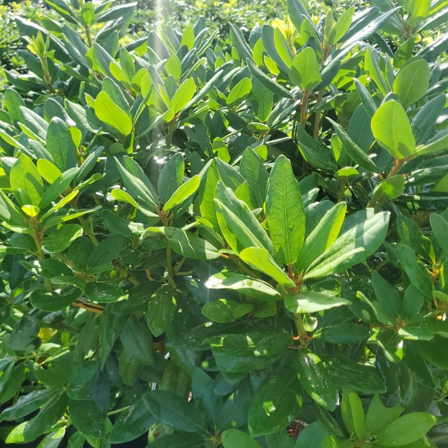 Rhododendron cat. Roseum Elegans