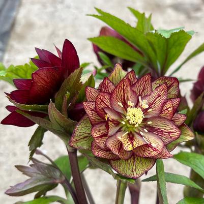 Helleborus Wedding Party® Childhood Sweetheart