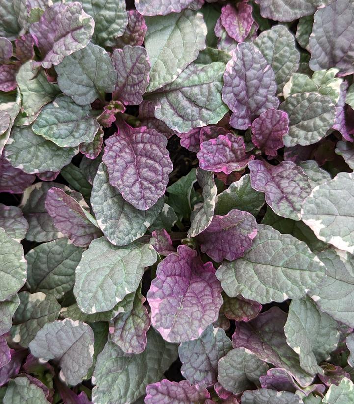 Ajuga reptans 'Burgundy Glow'