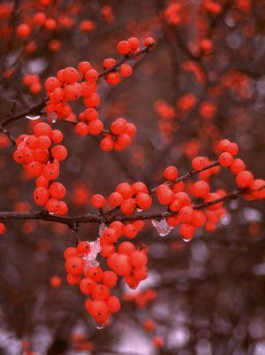 Ilex verticillata Berry Heavy®