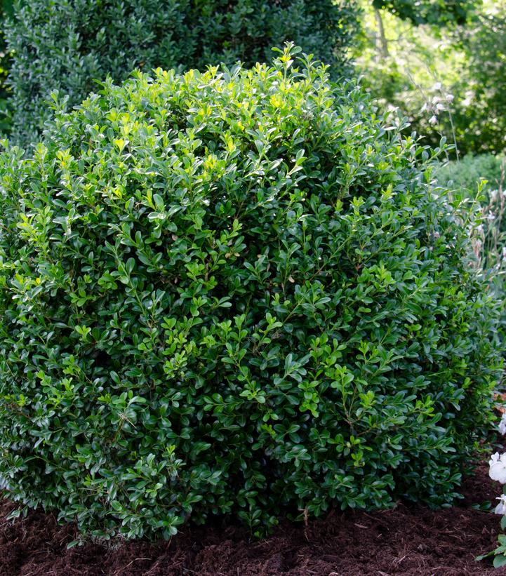 Buxus NewGen Independence®