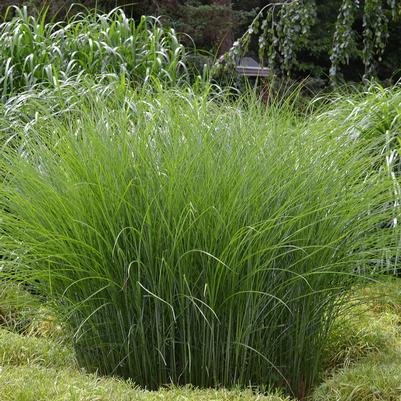 Miscanthus sinensis 'Gracillimus'