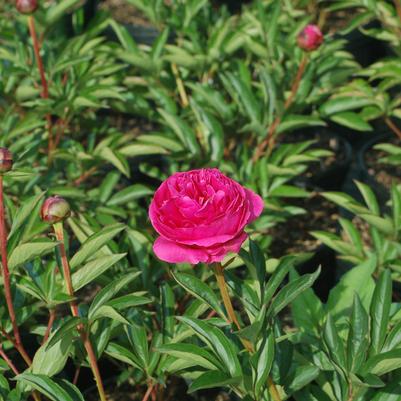 Paeonia lactiflora Kansas