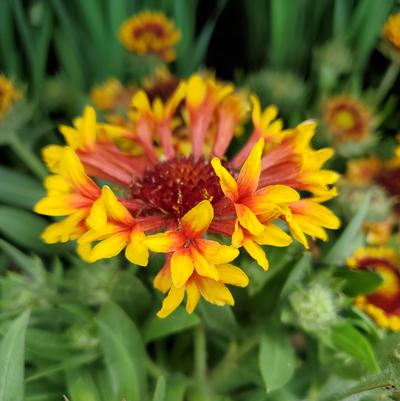 Gaillardia Spintop 'Copper Sun'