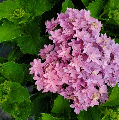 Hydrangea mac. Starfield™