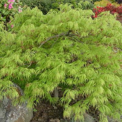 Acer palmatum dissectum 'Viridis'