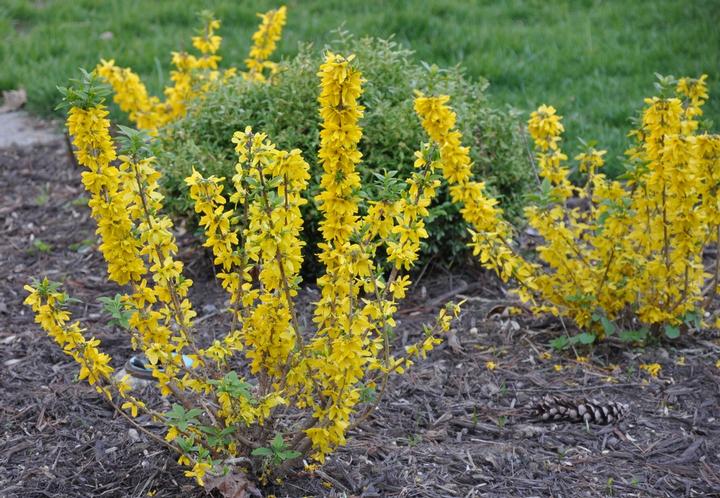 Forsythia x intermedia Magical® Gold