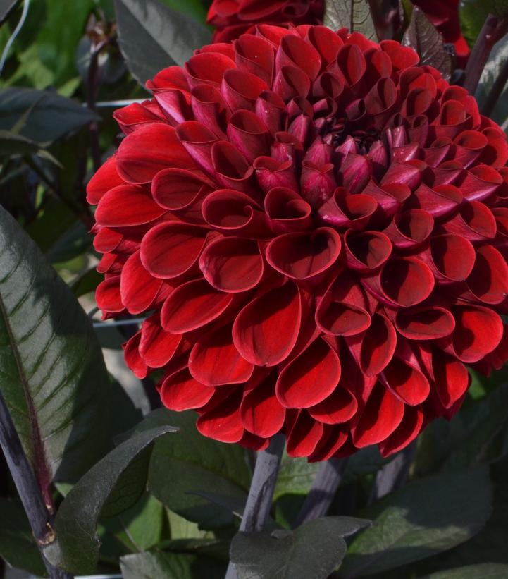 Dahlia 'Baccara'