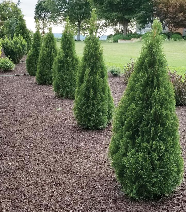 Thuja occidentalis Emerald Squeeze™