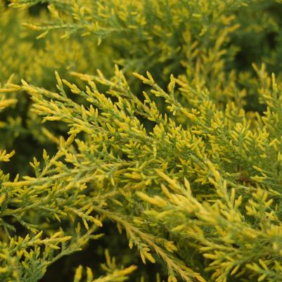 Juniperus chinensis 'Gold Star'