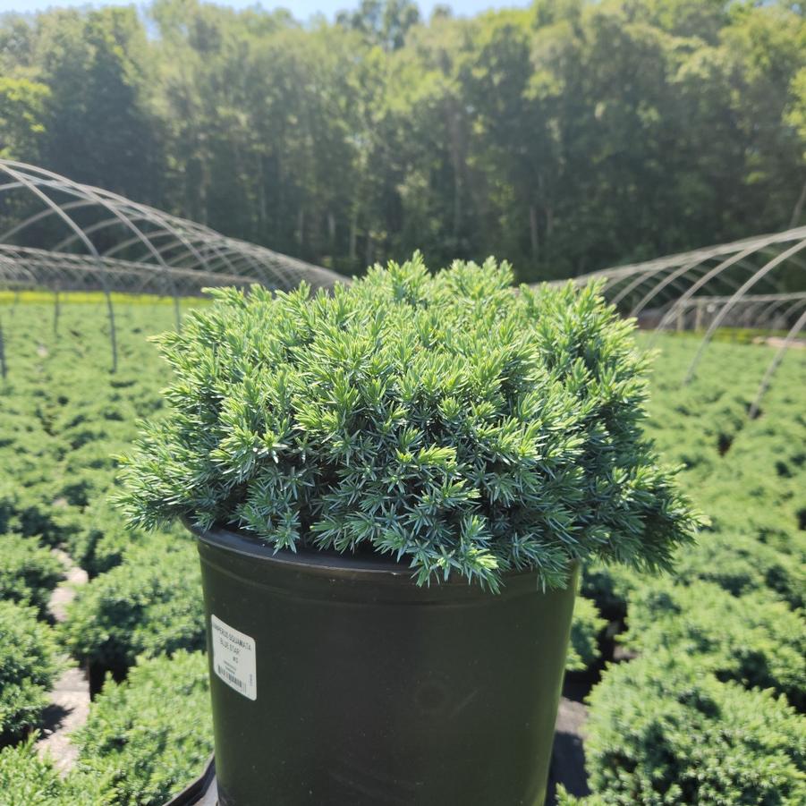 Juniperus squamata 'Blue Star'