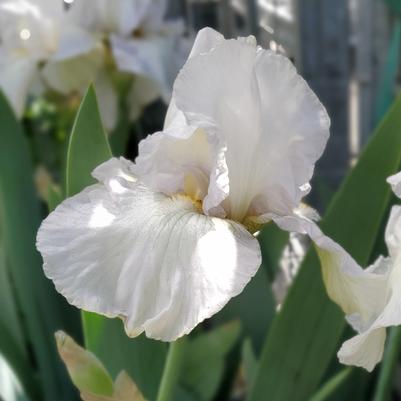 Iris germanica 'Renown'