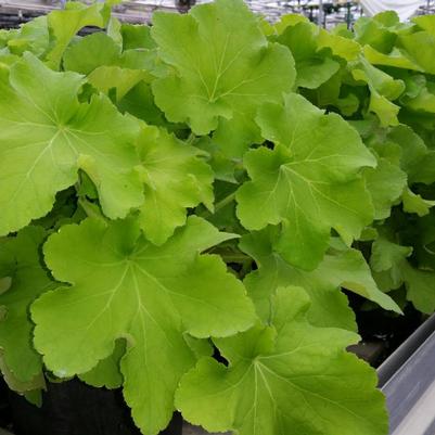 Heuchera hybrida Guacamole