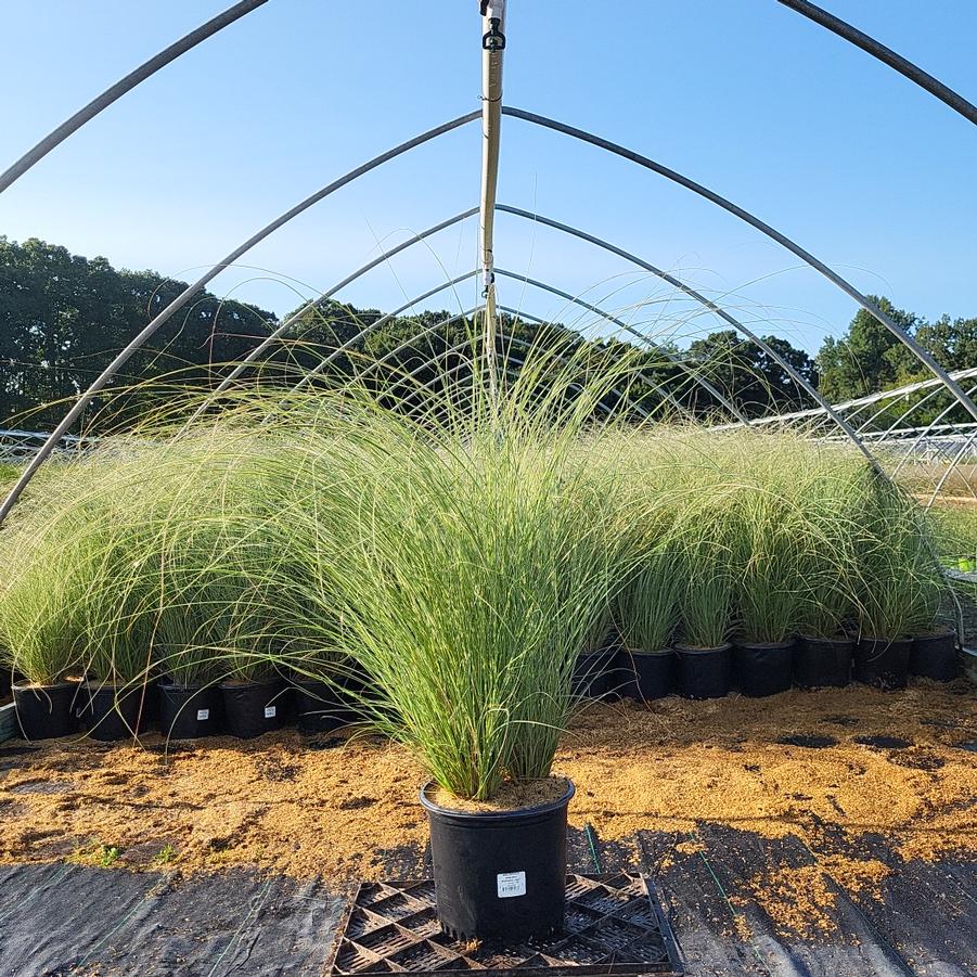 Miscanthus sinensis Morning Light