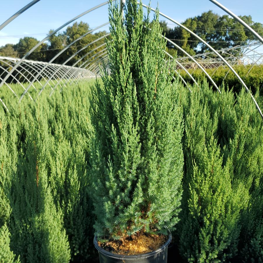 Juniperus chinensis Blue Point