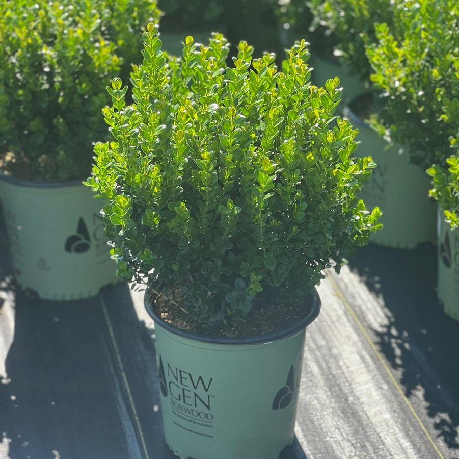 Buxus NewGen Freedom®