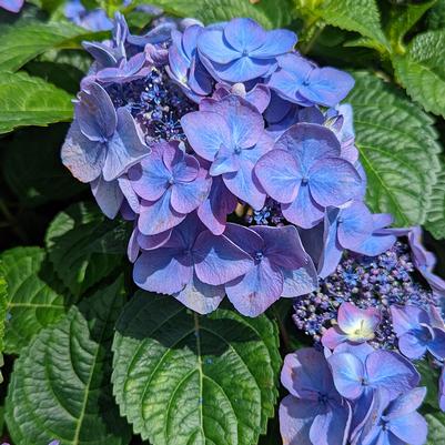 Hydrangea mac. Endless Summer® Pop Star®