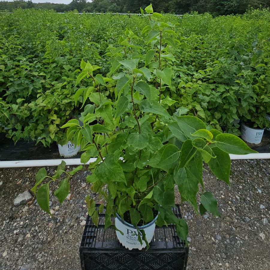 Syringa x hyacinthiflora Scentara Pura®