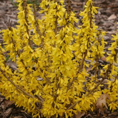 Forsythia Show Off® Sugar Baby®