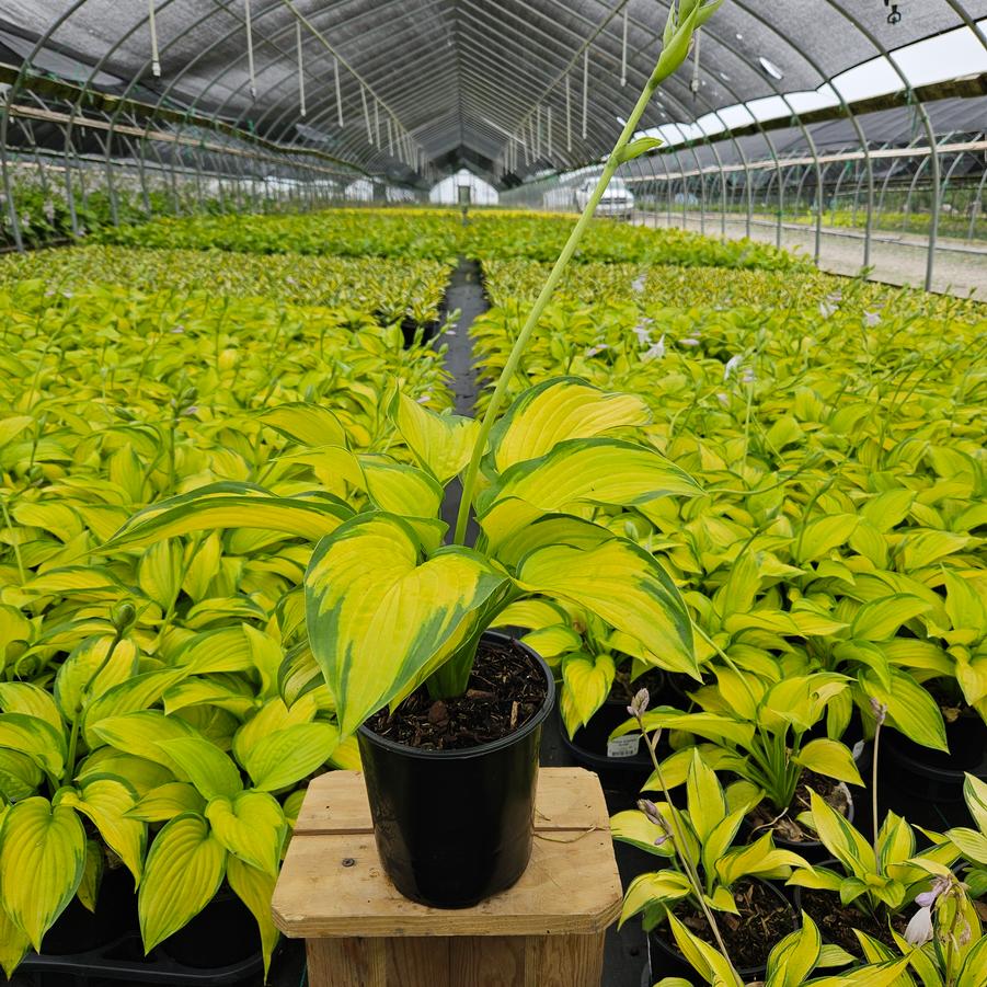 Hosta 'Stained Glass'