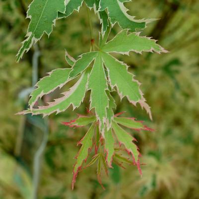 Acer palmatum 'Butterfly'