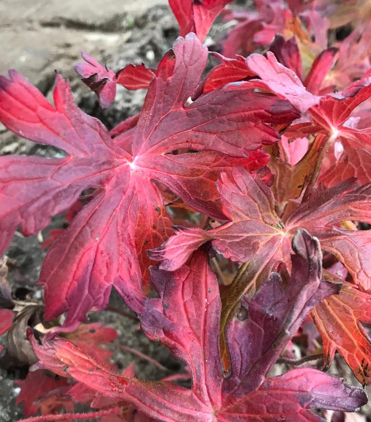 Geranium maculatum 'Crane Dance'