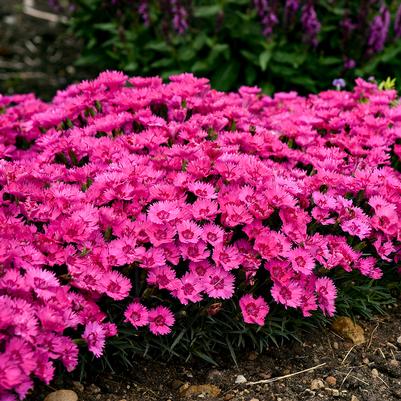 Dianthus hybrid 'Paint the Town Fancy'