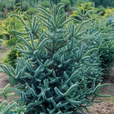 Abies koreana 'Horstmann's Siberlocke'