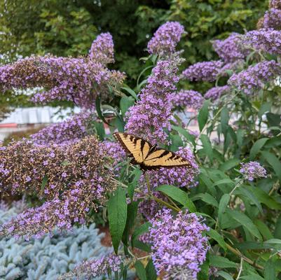 Buddleia 'Grand Cascade'