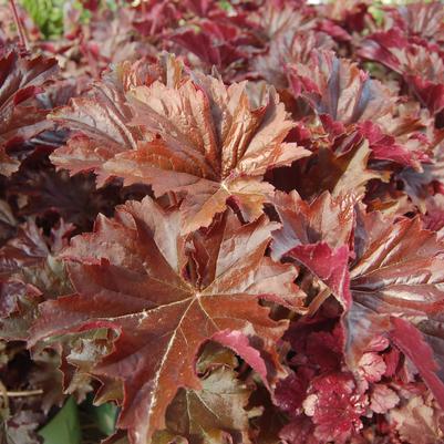 Heuchera villosa 'Bronze Wave'