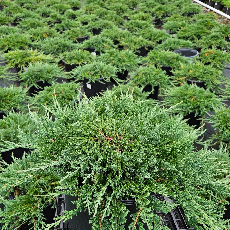 Juniperus horizontalis 'Wiltoni'