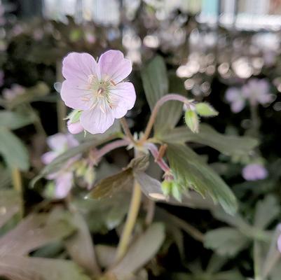 Geranium maculatum Espresso