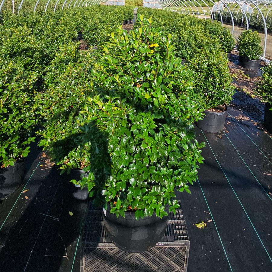 Ilex X meserveae Blue Maid