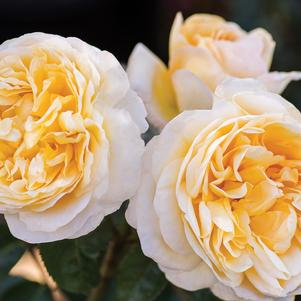 Rosa Moonlight Romantica®