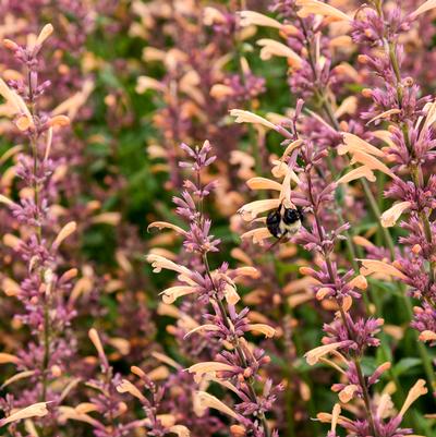 Agastache x Meant to Bee™ Queen Nectarine