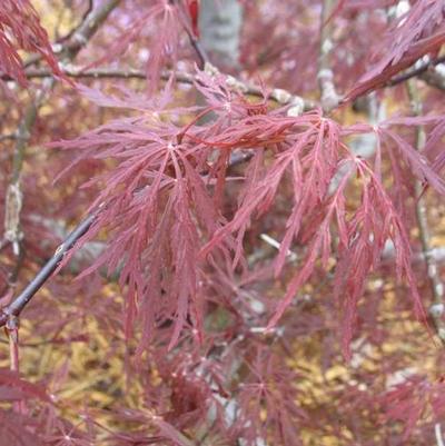 Acer palmatum dissectum 'Red Dragon'
