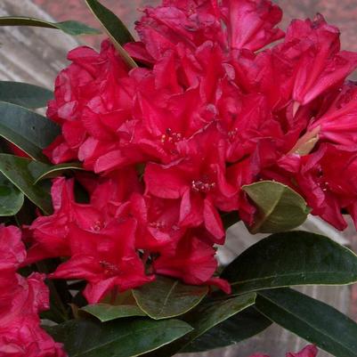 Rhododendron Rangoon