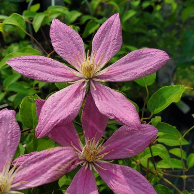 Clematis Sally™